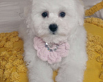 Собаки в Москве: Бишон Фризе чистокровные щенки РКФ Москва Девочка, 80 000 руб. - фото 4