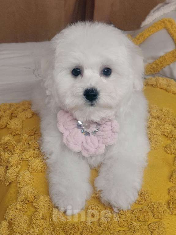 Собаки в Москве: Бишон Фризе чистокровные щенки РКФ Москва Девочка, 80 000 руб. - фото 4