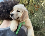 Собаки в Москве: Золотистого ретривера щенки Мальчик, 90 000 руб. - фото 5