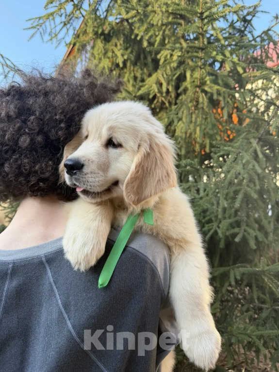 Собаки в Москве: Золотистого ретривера щенки Мальчик, 90 000 руб. - фото 5