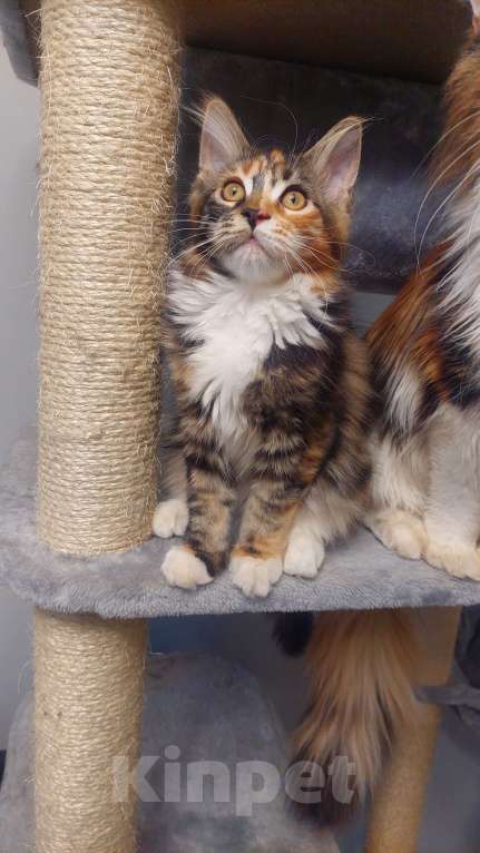 Кошки в Подольске: Котята мейн-кун Разнополые, Бесплатно - фото 2