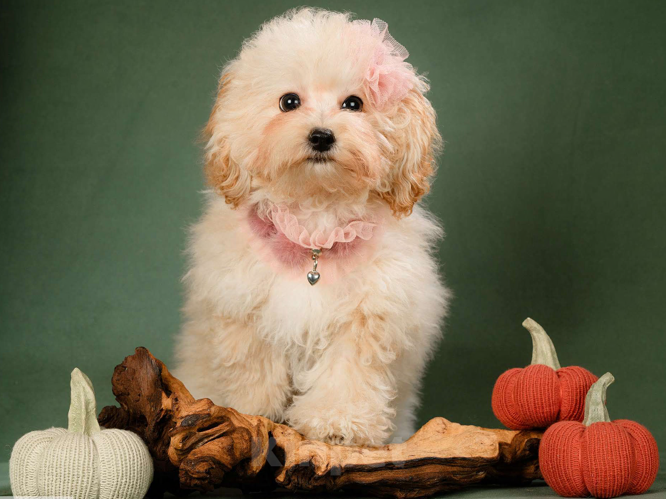 Собаки в Москве: Мальтипу мини  Девочка, Бесплатно - фото 2