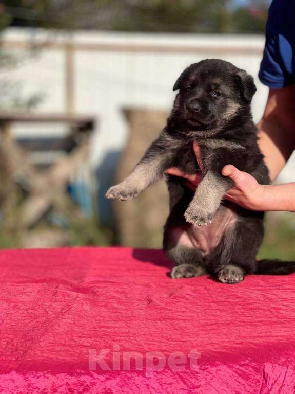 Собаки в других городах Ленинградской области: Сука ВЕО от Гордость Питера Церри Бой х Гроза Девочка, 40 000 руб. - фото 5