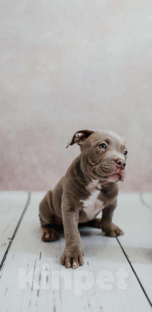 Собаки в Иркутске: Американский булли Мальчик, 120 000 руб. - фото 10