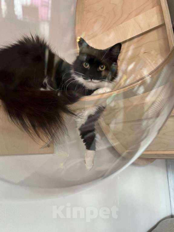 Кошки в Санкт-Петербурге: Кошка в добрые руки Девочка, Бесплатно - фото 5