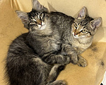 Кошки в Мытищах: котята Мальчик, Бесплатно - фото 3
