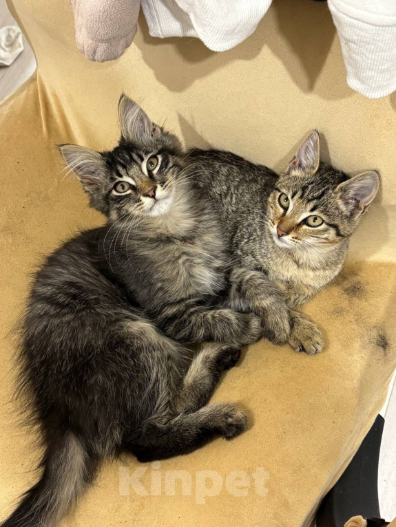 Кошки в Мытищах: котята Мальчик, Бесплатно - фото 3