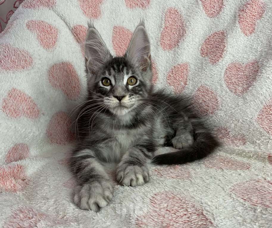 Кошки в Дмитрове: Черный серебристый мраморный мальчик мейн кун Zhan Мальчик, 40 000 руб. - фото 4