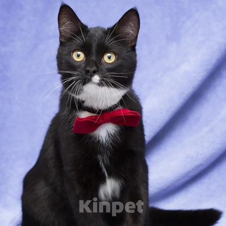 Кошки в Москве: Котика Антонио выкинули на улицу в коробке  Мальчик, Бесплатно - фото 5