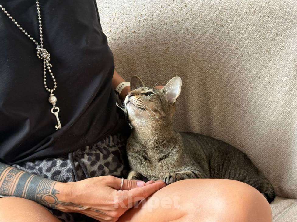 Кошки в Москве: Ориентальная кошка ищет новый дом Девочка, 1 руб. - фото 2