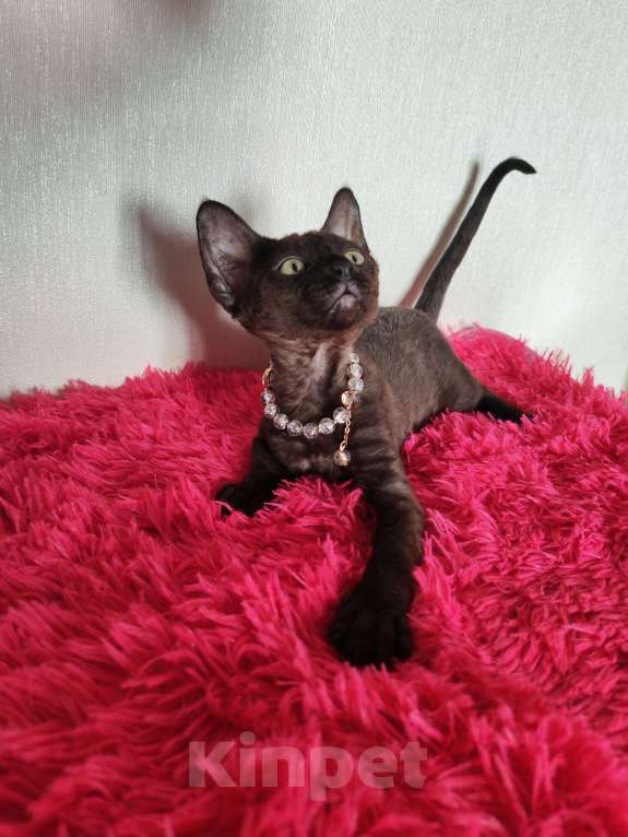 Кошки в Горячем Ключе: Котенок Девон Рекс девочка черная Девочка, 60 000 руб. - фото 3