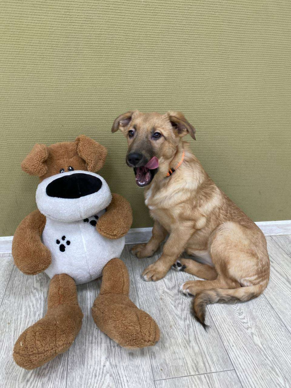 Собаки в Москве: Щенки бесплатно в Москве Девочка, Бесплатно - фото 8