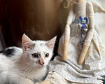Кошки в Москве: Котенок Митя ищет дом Мальчик, Бесплатно - фото 10