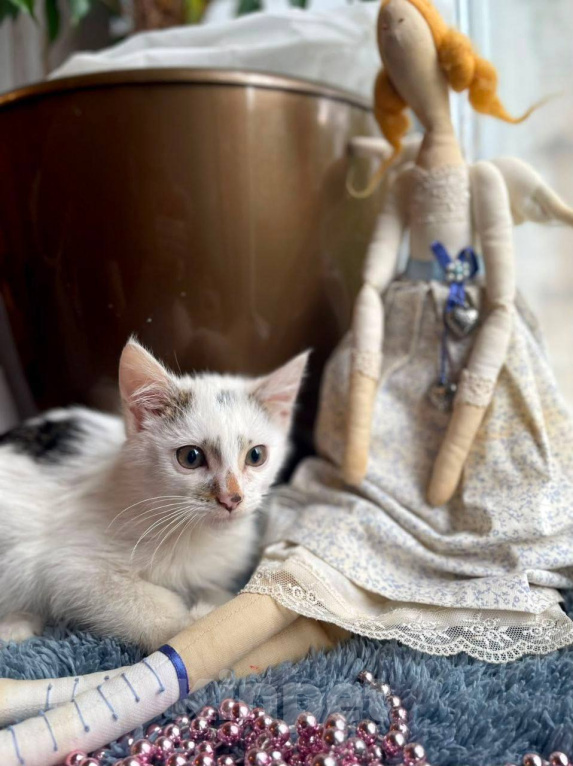 Кошки в Москве: Котенок Митя ищет дом Мальчик, Бесплатно - фото 10