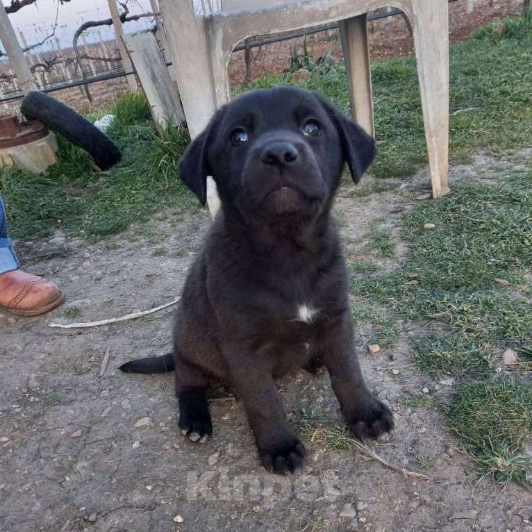 Собаки в других городах Крыма: ищем заботливых хозяев Девочка, Бесплатно - фото 3