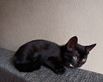 Кошки в Котельнике: Девочка чёрная  Девочка, Бесплатно - фото 1