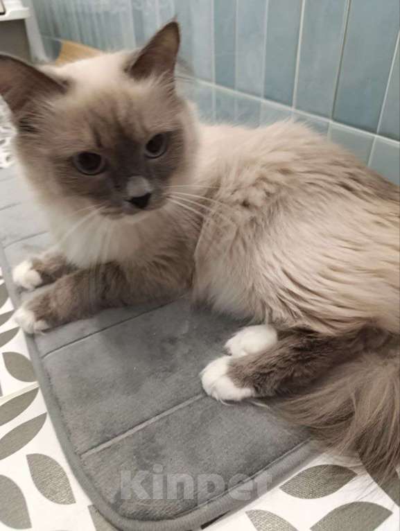 Кошки в Тюмени: Кот Феликс и Кошка Зефирка Девочка, Бесплатно - фото 1