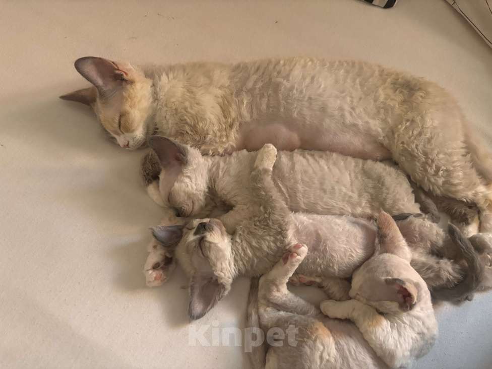 Кошки в Ростове-на-Дону: Котенок Девон-рекс Мальчик, 80 000 руб. - фото 4