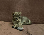 Кошки в Москве: Красавица Адель - котенок, 2,5 месяца Девочка, Бесплатно - фото 6