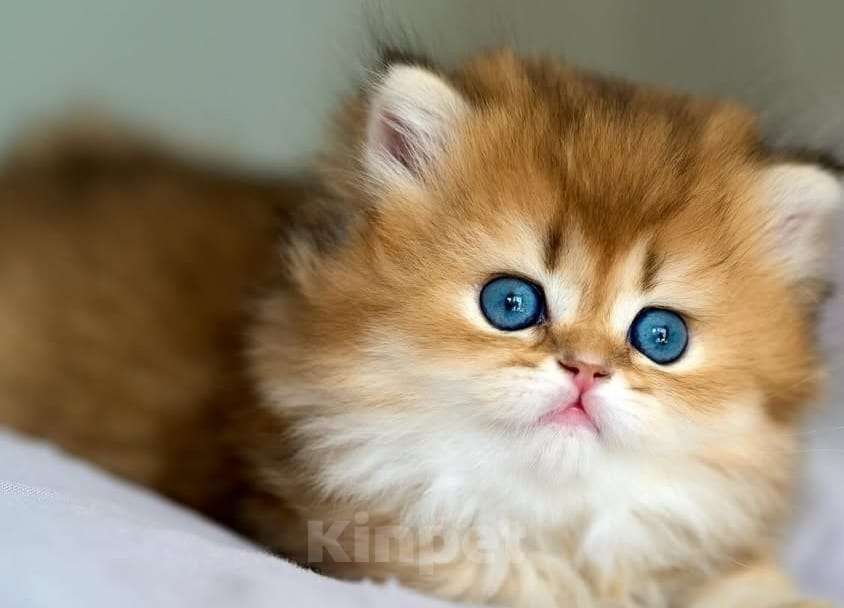 Кошки в Москве: Британский котенок Девочка, 35 000 руб. - фото 5