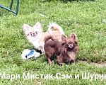Собаки в Санкт-Петербурге: Чихуахуа шоколадного окраса Шикарный Сэмуэль Мальчик, 120 000 руб. - фото 5