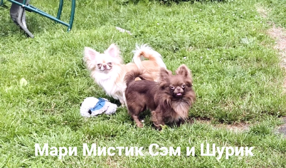 Собаки в Санкт-Петербурге: Чихуахуа шоколадного окраса Шикарный Сэмуэль Мальчик, 120 000 руб. - фото 5