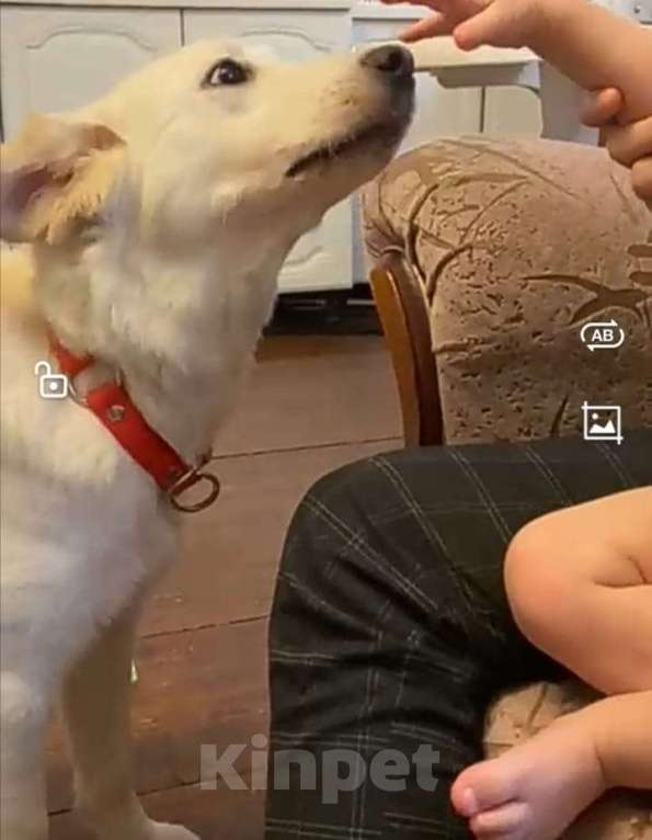 Собаки в других городах Московской области: Дэми якутенок Девочка, Бесплатно - фото 3