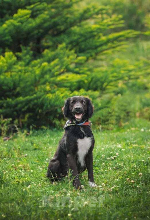 Собаки в Москве: Шоколадный Спаниель Лаки в добрые руки Девочка, 1 руб. - фото 4