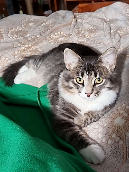 Котенок Барсик в добрые руки