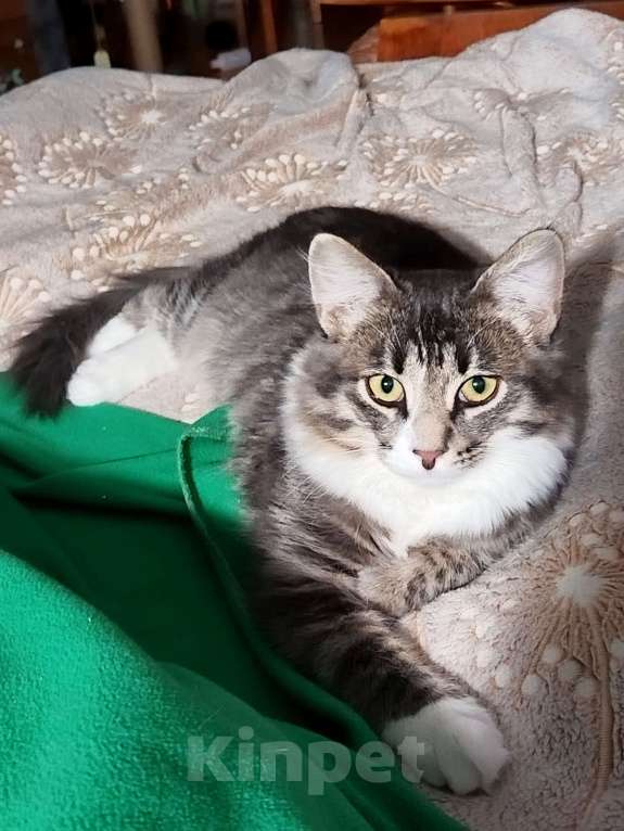 Кошки в Москве: Котенок Барсик в добрые руки Мальчик, Бесплатно - фото 1