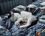 Кошки в Твери: Кота в добрые руки Мальчик, Бесплатно - фото 8
