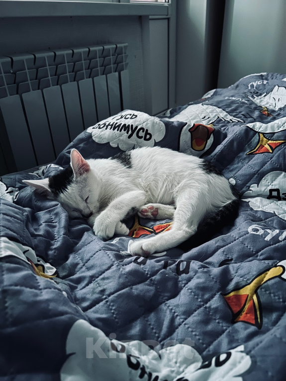 Кошки в Твери: Кота в добрые руки Мальчик, Бесплатно - фото 8