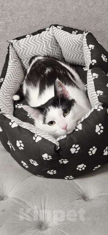 Кошки в Санкт-Петербурге: Отдам котика Кузю Мальчик, Бесплатно - фото 5