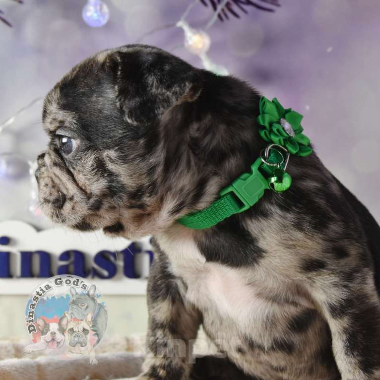 Собаки в Приморско-Ахтарске: Мальчик чёрный мрамор Мальчик, 85 000 руб. - фото 2