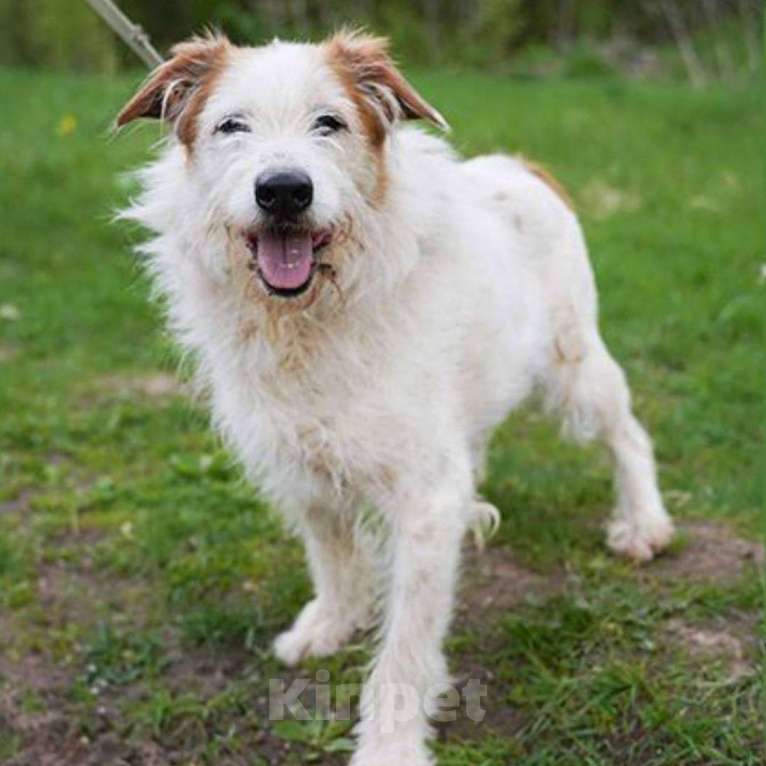 Собаки в Москве: Челси Девочка, Бесплатно - фото 2