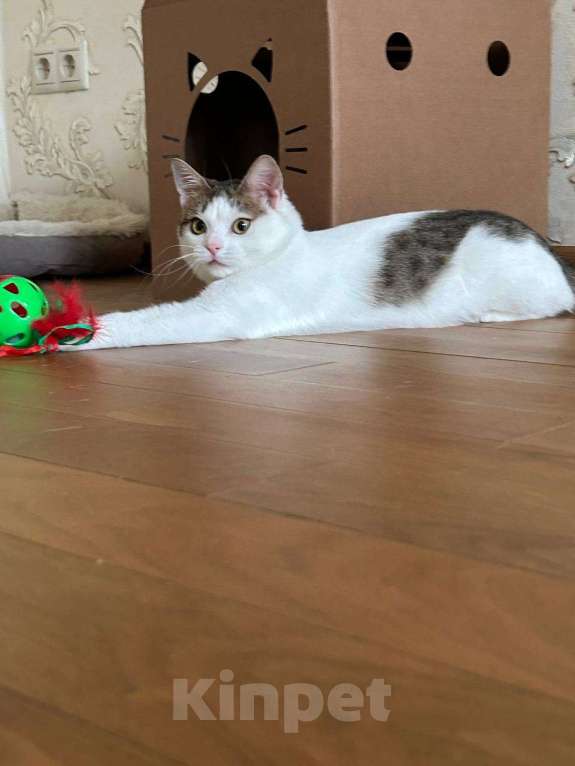 Кошки в Москве: Амур в поиках дома Мальчик, Бесплатно - фото 5