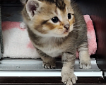 Кошки в Москве: Котёнок Том ищет дом! Мальчик, Бесплатно - фото 4
