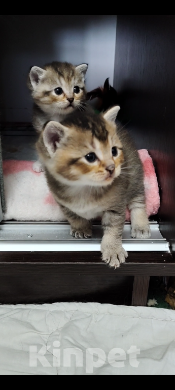 Кошки в Москве: Котёнок Том ищет дом! Мальчик, Бесплатно - фото 4