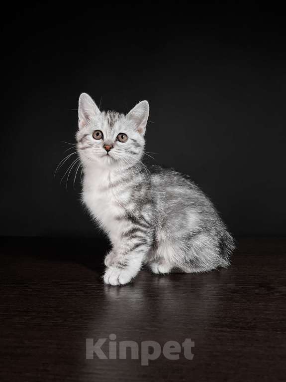 Кошки в Москве: Котята курильского бобтейла короткошерстные  Девочка, Бесплатно - фото 3