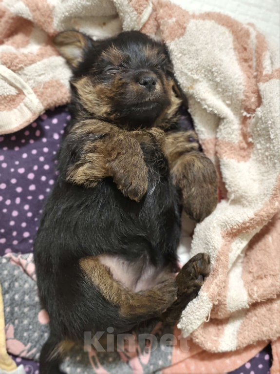 Собаки в Красноярске: Щенки норфолк терьера Девочка, 100 000 руб. - фото 4