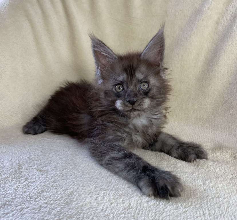 Кошки в Дмитрове: Черный дымчатый мальчик мейн кун Мальчик, 60 000 руб. - фото 5