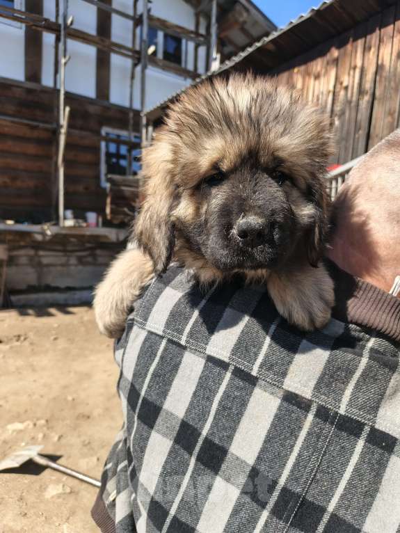 Собаки в Екатеринбурге: Щенки Мальчик, 40 000 руб. - фото 2