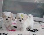 Собаки в Омске: Мальтезе щенок Левгорд Дарья Девочка, 120 000 руб. - фото 4