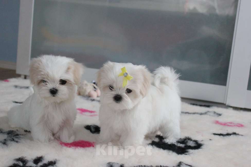 Собаки в Омске: Мальтезе щенок Левгорд Дарья Девочка, 120 000 руб. - фото 4