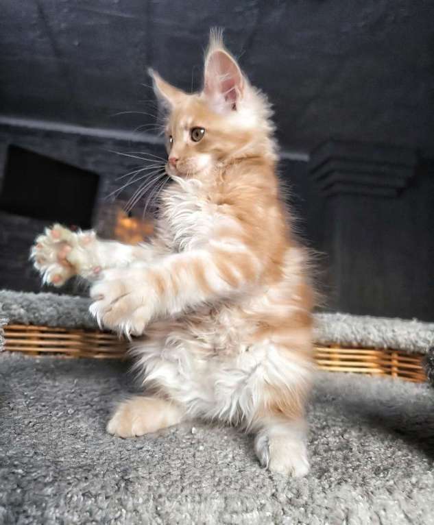 Кошки в Кемерово: Девочка Мейн-кун Девочка, 37 000 руб. - фото 2