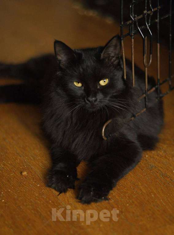 Кошки в Москве: кошка Нуара в добрые руки Девочка, Бесплатно - фото 4