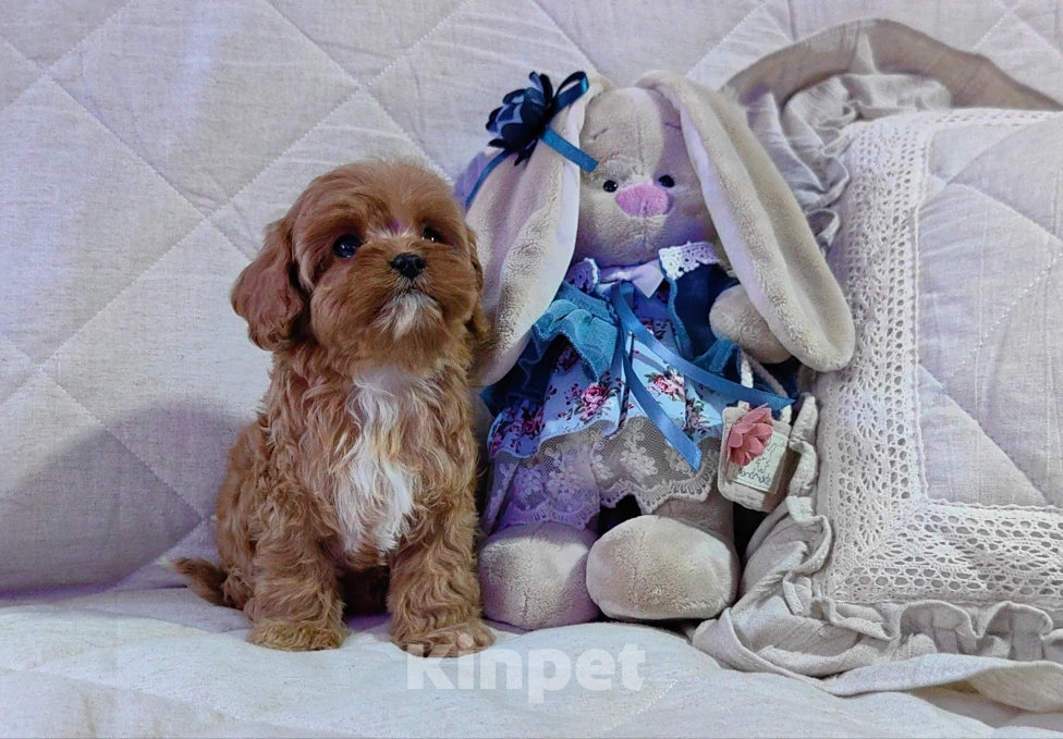 Собаки в Москве: Кавапу, щенок Мальчик, 85 000 руб. - фото 5