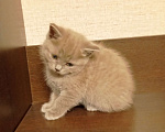 Кошки в Улане-Удэ: Котенок манчкин Девочка, Бесплатно - фото 5