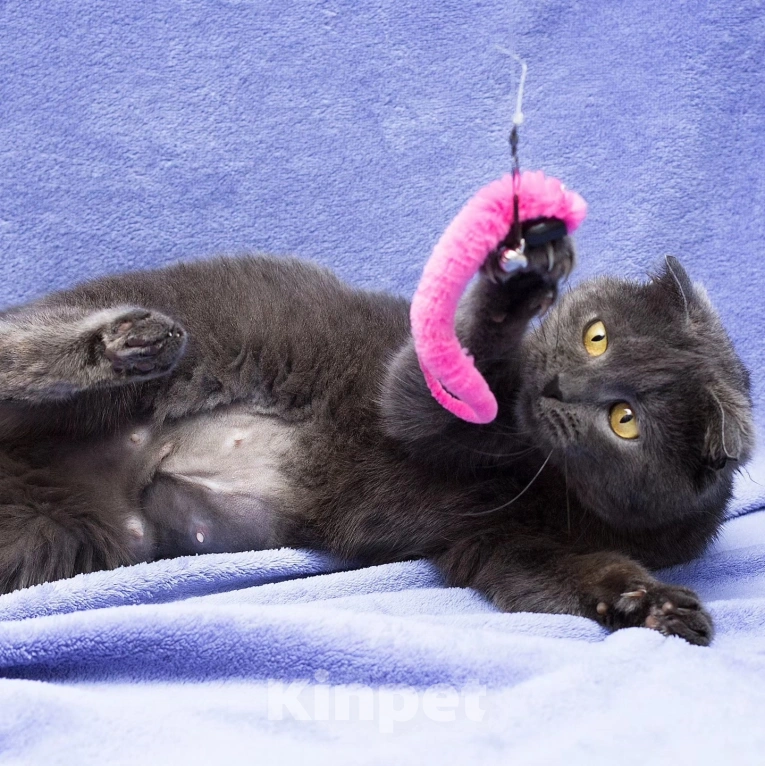 Кошки в Москве: Породистую кошечку выкинули Девочка, Бесплатно - фото 4