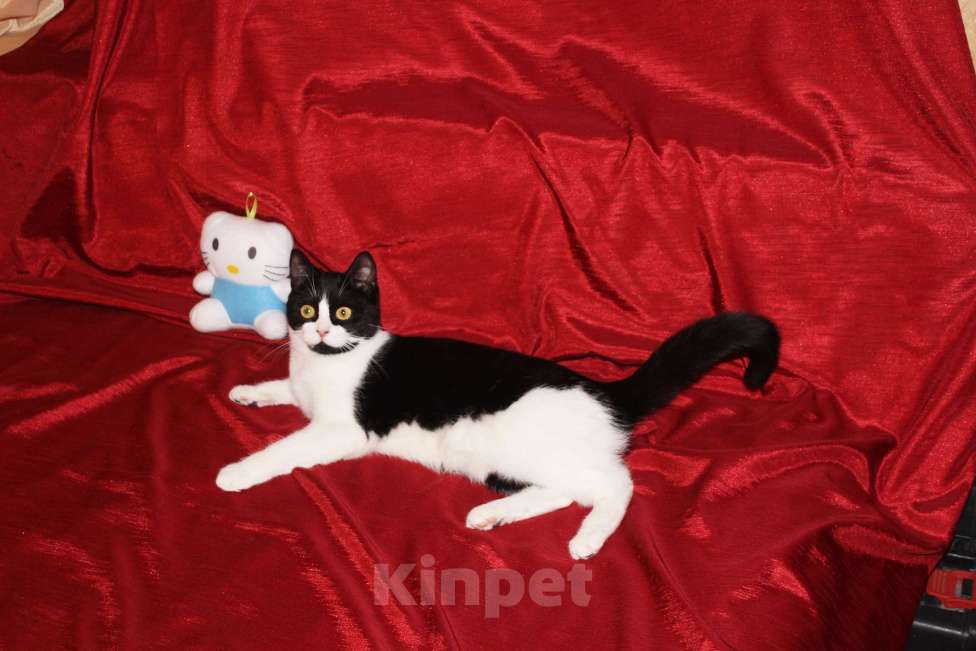 Кошки в Москве: Очаровательная Панечка, 6 мес., в добрые руки Девочка, Бесплатно - фото 5